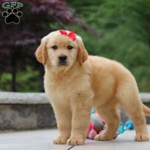 Olivia, Golden Retriever Puppy